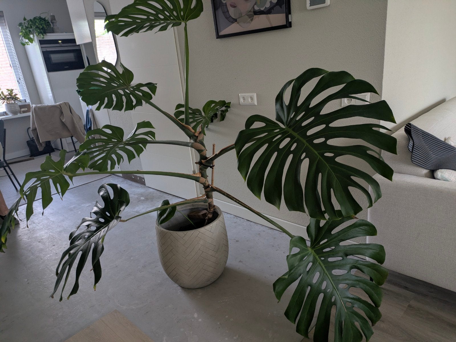 Grote Monstera, Huis en Inrichting, Ophalen, Overige soorten, Halfschaduw, In pot
