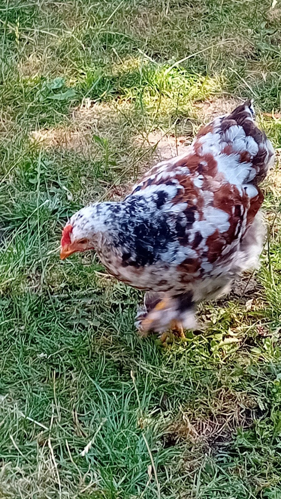 cochin kriel hanen, Mannelijk, Kip