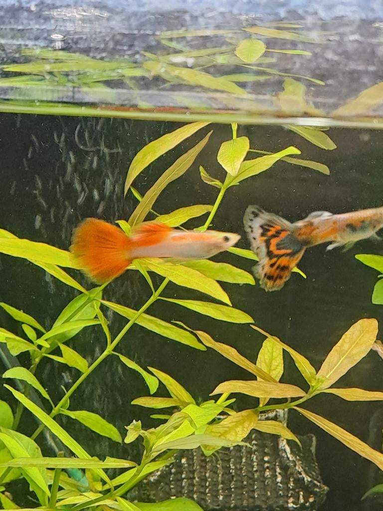 guppies, neon tetras, kubotai, Dieren en Toebehoren, Vissen | Aquariumvissen, Vis