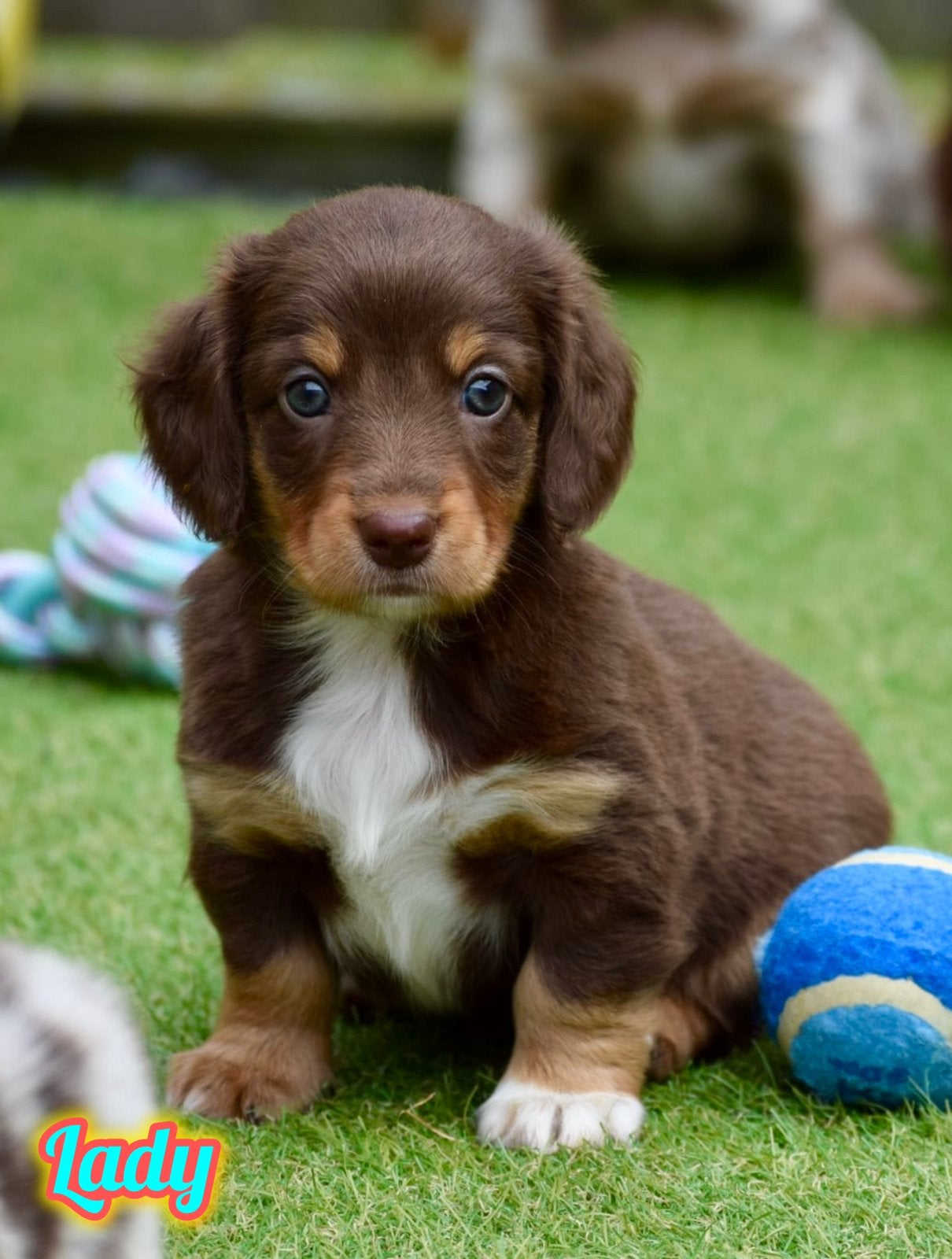 ❤️ Dwerg teckel pups langhaar ❤️ tekkel, puppy’s, longhair, Dieren en Toebehoren, Honden | Teckels en Dashonden, 8 tot 15 weken