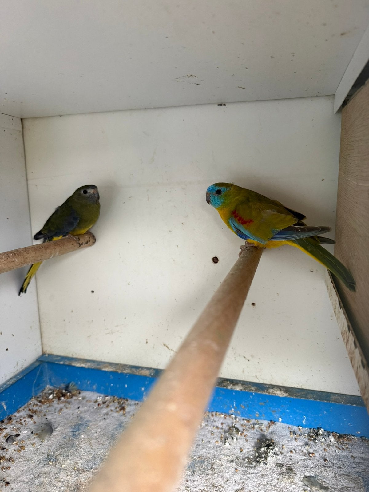 Koppel Turquoisine Parkieten te koop, Dieren en Toebehoren, Vogels | Parkieten en Papegaaien, Meerdere dieren, Parkiet