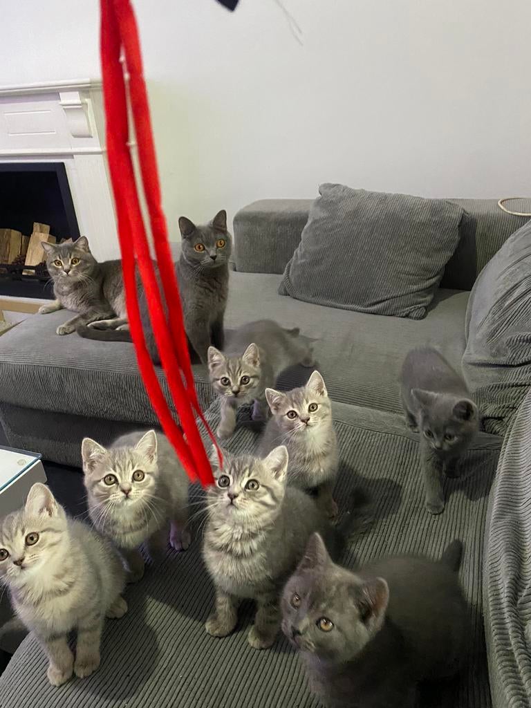 Raszuivere Britse korthaar kitten, Dieren en Toebehoren, Katten en Kittens | Dekkaters