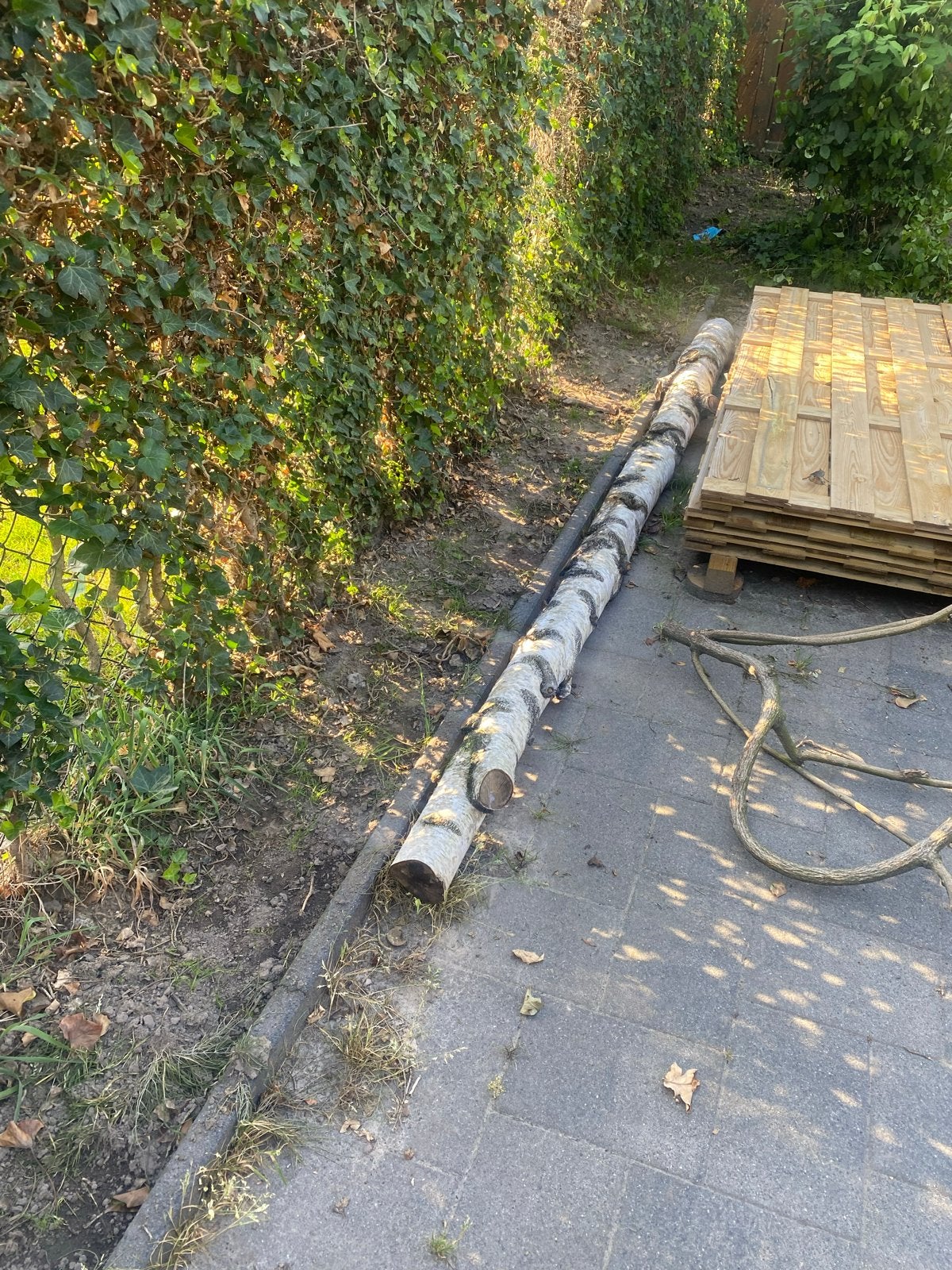 Stookhout Berkenhout - Stammen, 3 tot 6 m³, Ophalen, Berkenhout, Stammen