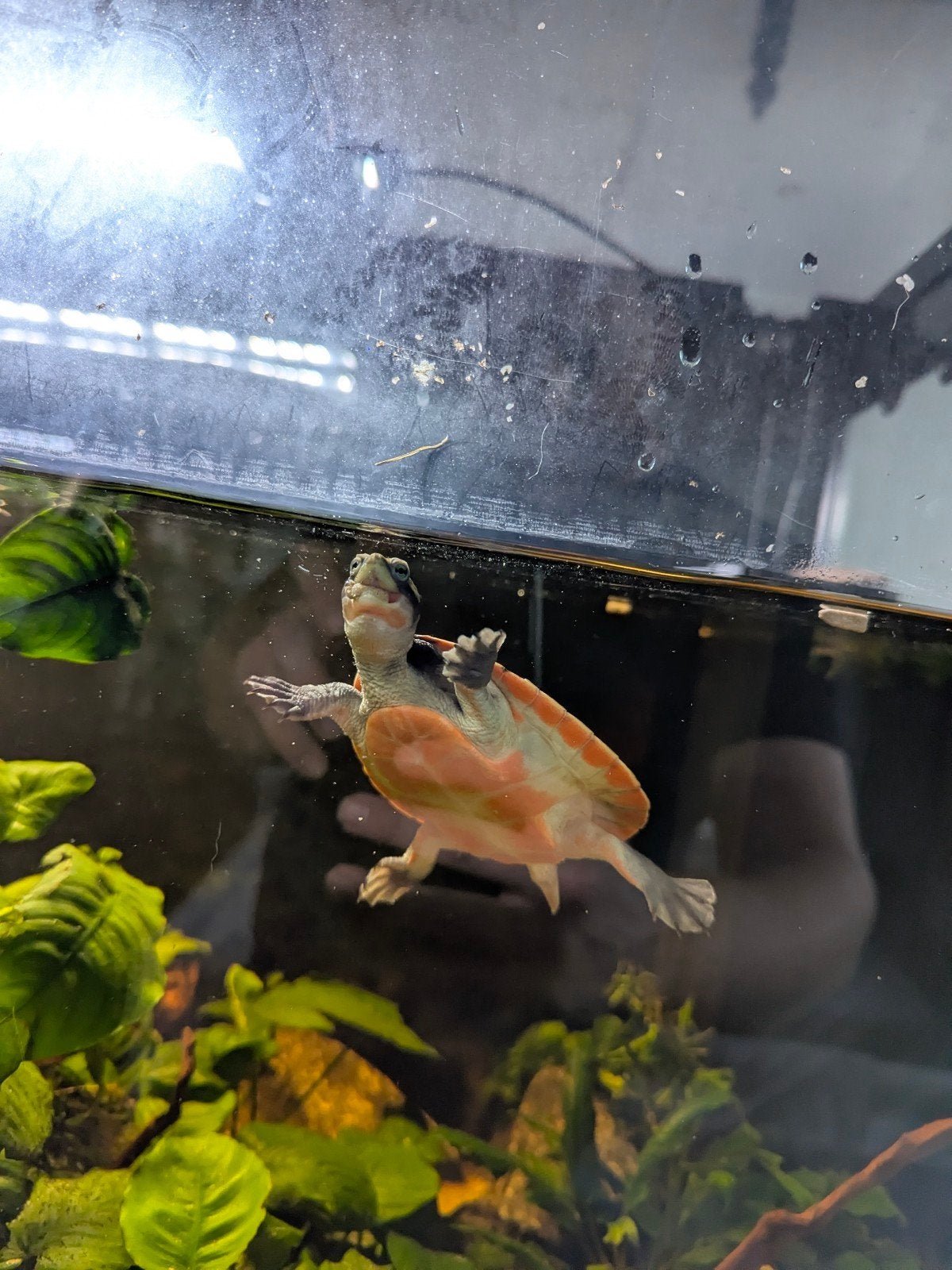 Roodbuik spitskop schildpad, Vis