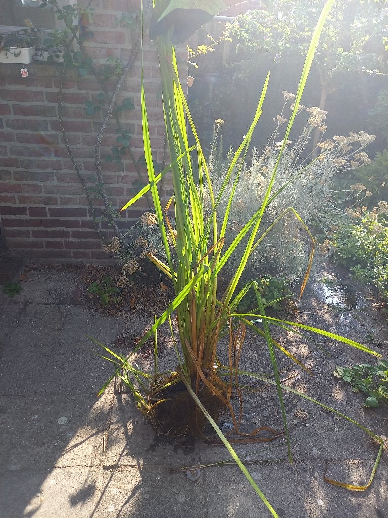 Waterplant, Ophalen, Nieuw