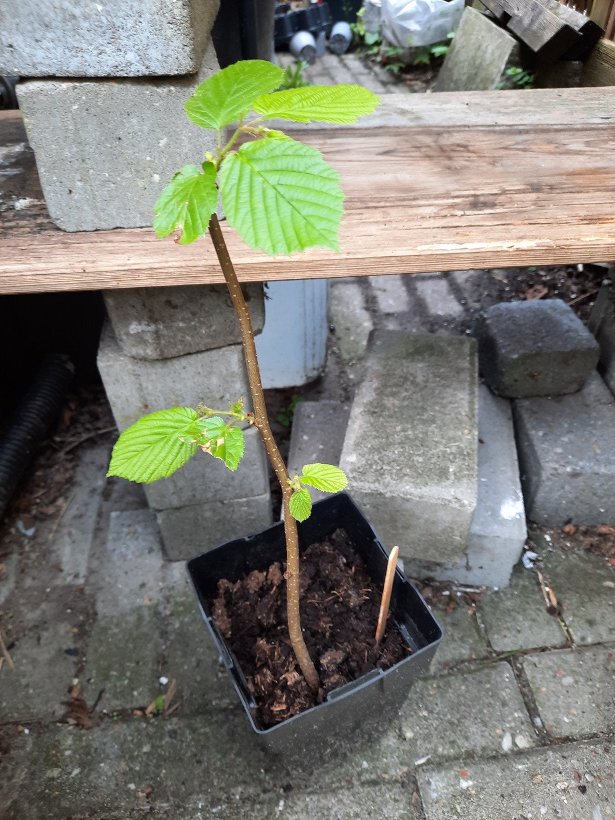 Hazelaar, Ophalen, Overige soorten, Minder dan 100 cm