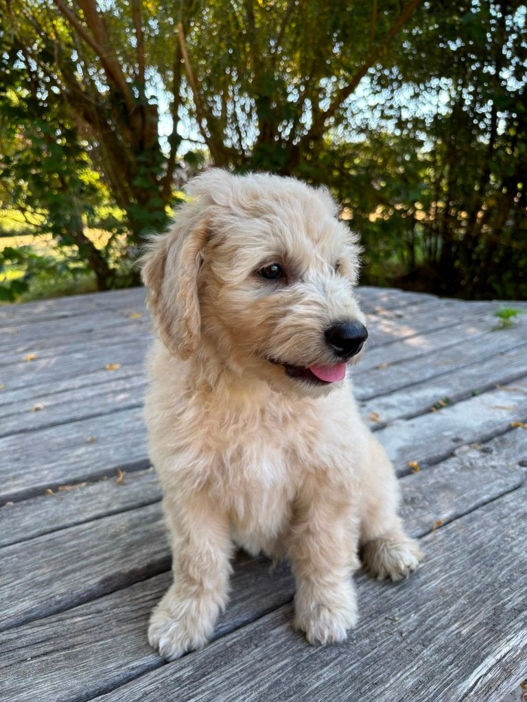 Australian Goldendoodle X labradoodle /Double Doodle 'Polar', Parvo, Reu, 8 tot 15 weken, Eén hond