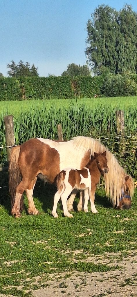 Verschillende shetlanders nsps verschillende maten, Met stamboom, Dressuurpony, 0 tot 2 jaar, A pony (tot 1.17m)