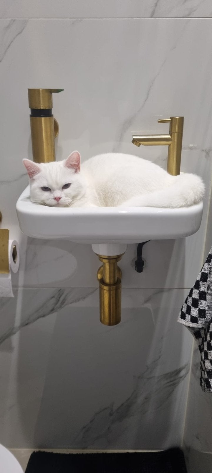 Scottish straight poes 5 maanden, Poes, Kortharig, 0 tot 2 jaar