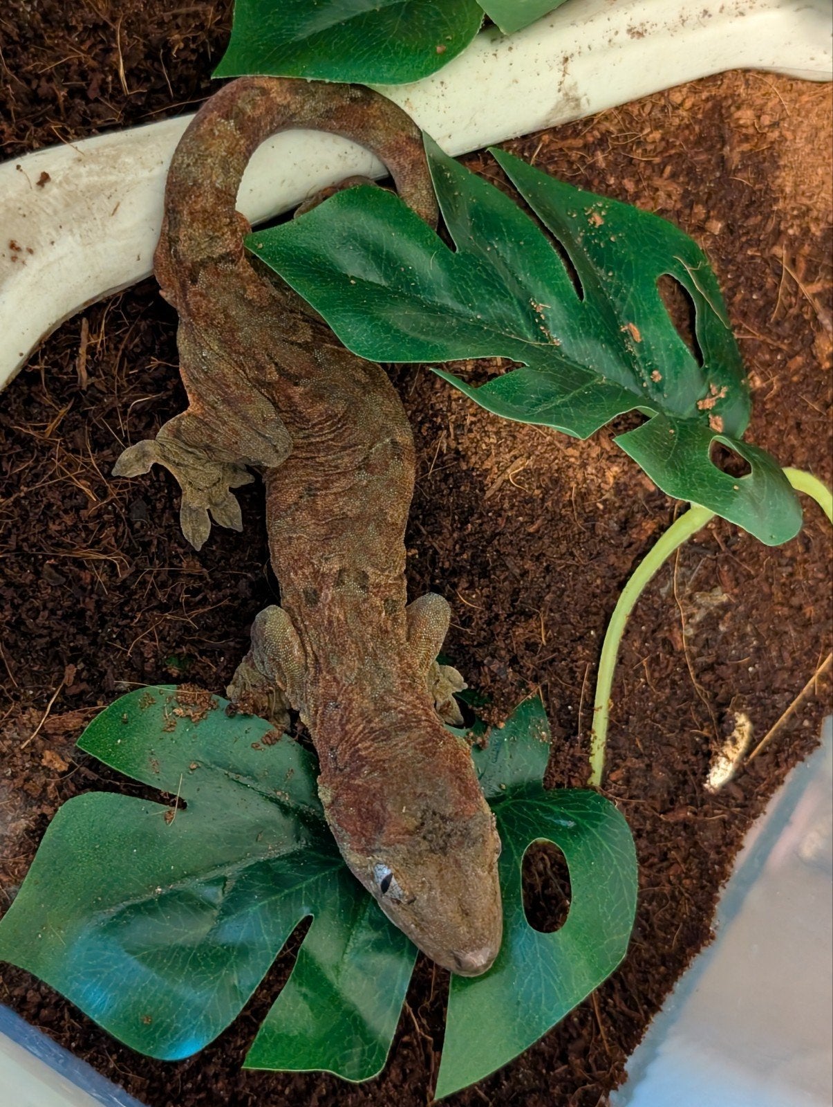 chahouha gekko, Hagedis, 3 tot 6 jaar