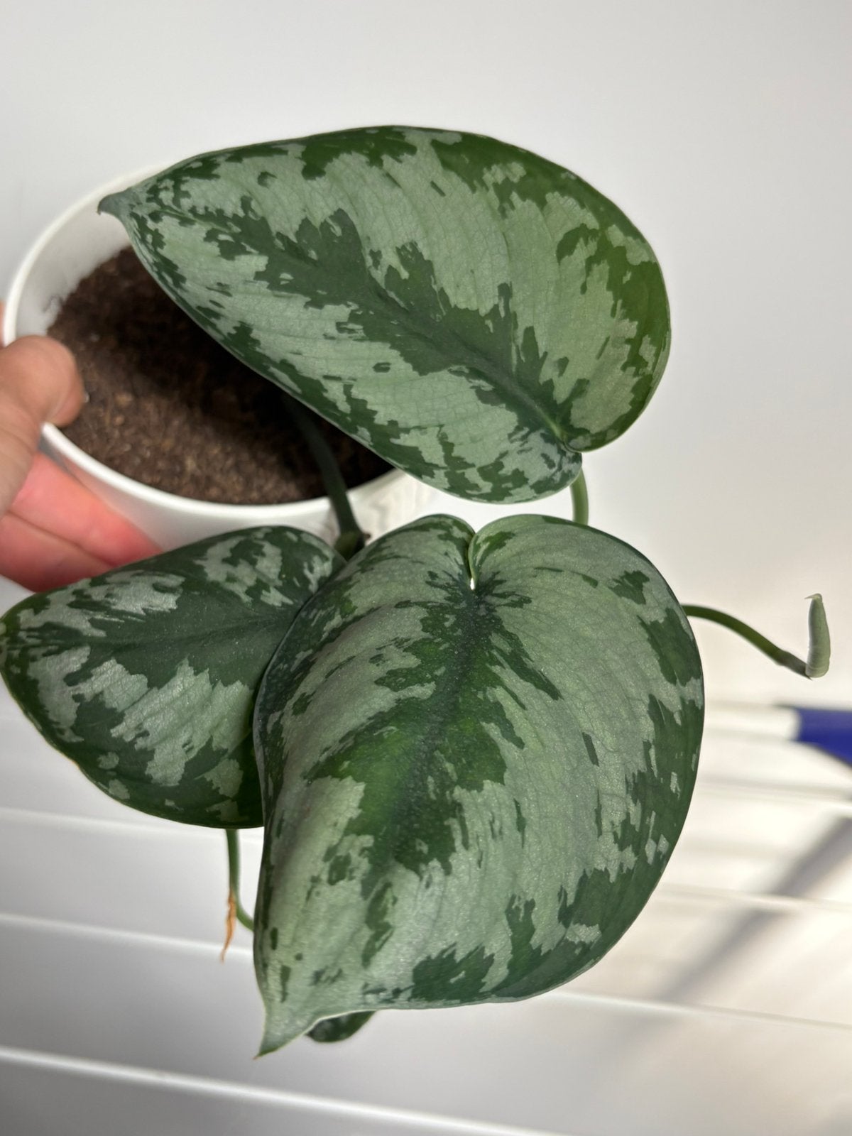 Scindapsus pictus ‘Exotica plant, Huis en Inrichting, Kamerplanten, Ophalen, Halfschaduw, Minder dan 100 cm