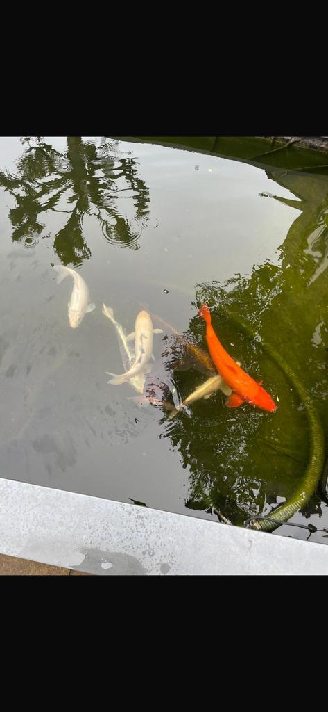 Koi karpers te koop, 8 stuks, Dieren en Toebehoren, Vissen | Vijvervissen, Karper of Koi