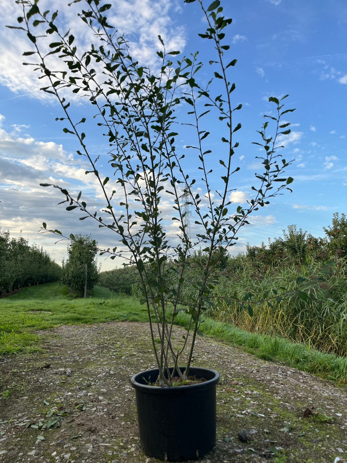 Salix caprea, boswilg, meerstam 200+cm hoogte, pot, Tuin en Terras, Overige soorten, Lente, 100 tot 250 cm, Ophalen