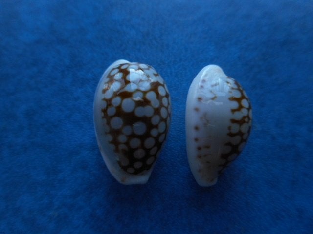 Schelpen: Cypraea francescoi Lorenz gem 14-18mm+, Ophalen of Verzenden, Schelp(en)