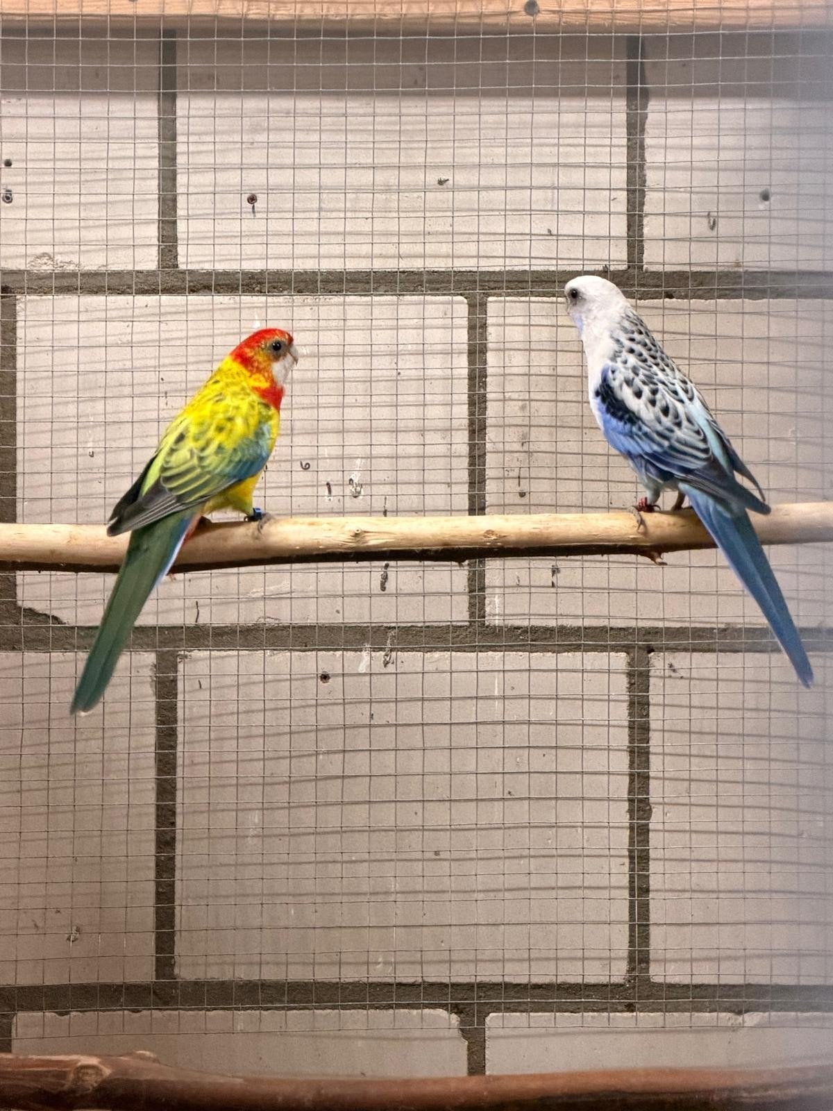 rosella Blauw/gold x golden pop / blauw, Meerdere dieren, Parkiet, Geringd