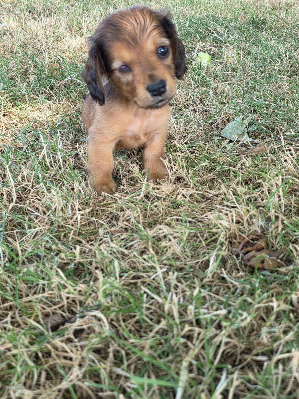langhaar dwerg teckel pup reu, Reu, Dwerg, Langhaar, Eén hond