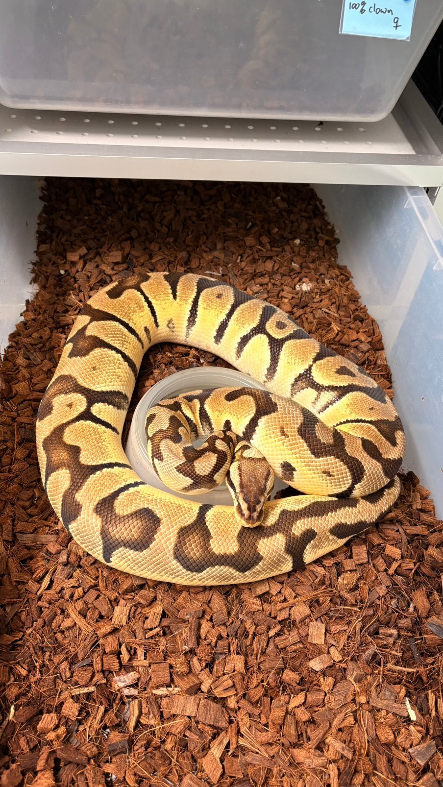 Pastel orange dream tiger 100% het clown hypo ball python, Dieren en Toebehoren, Slang, 3 tot 6 jaar