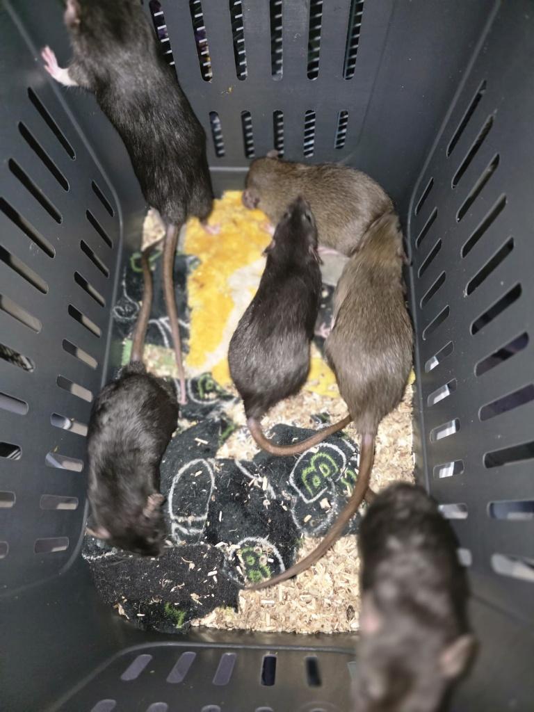 tamme ratten vrouwtjes, Dieren en Toebehoren, Rat, Maart, Vrouwelijk, Tam