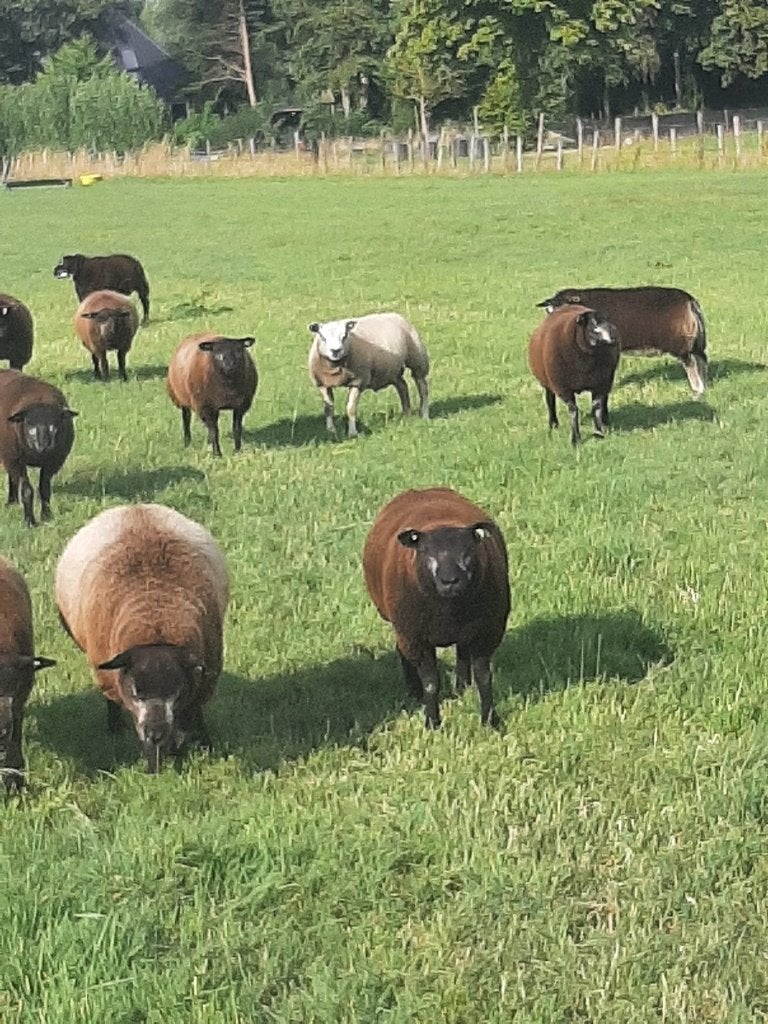 0,5 jarige rammen Blauw, Dassenkop Texelaar, Mannelijk, Schaap, 0 tot 2 jaar