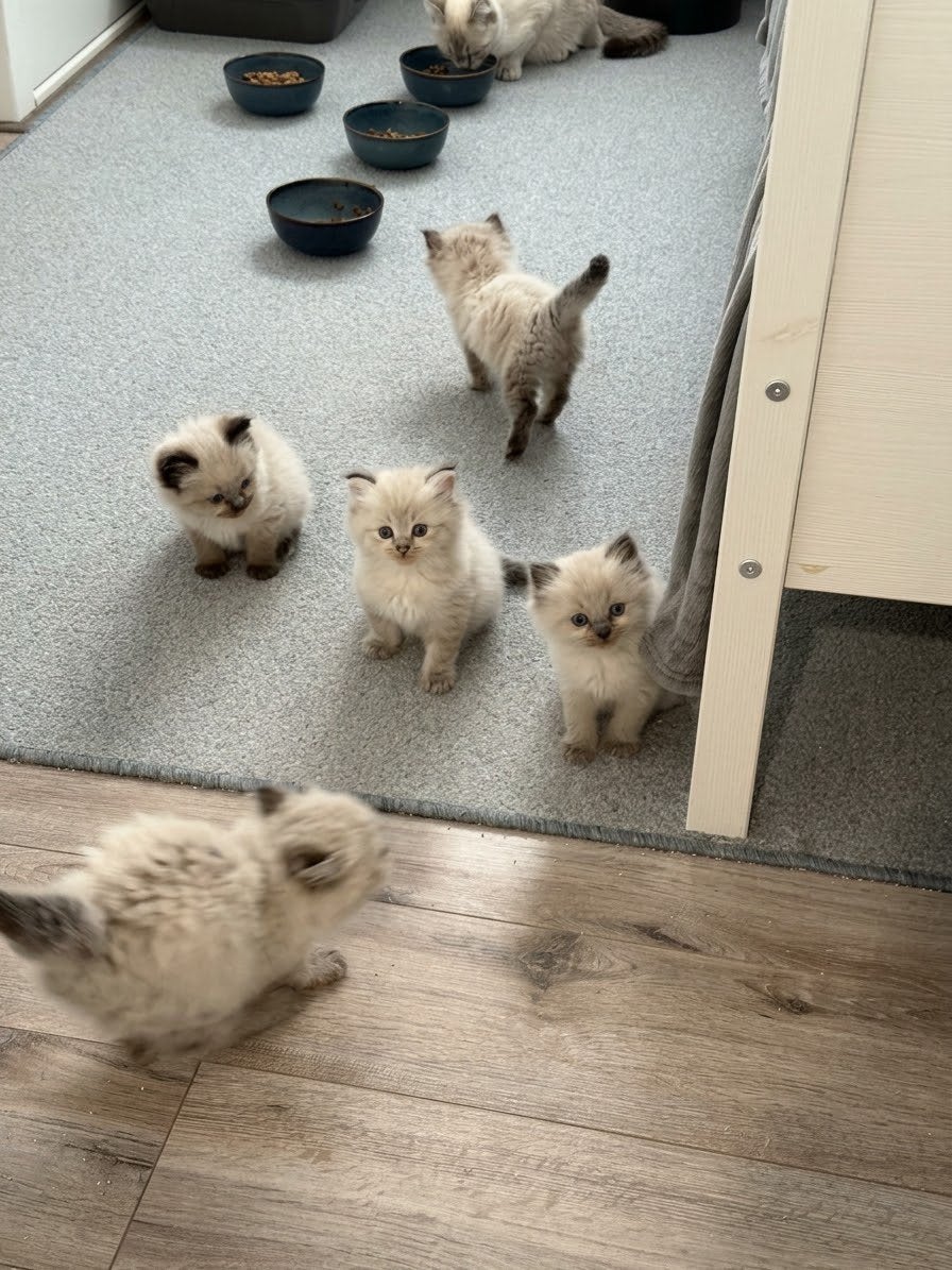 Ragdoll kittens, Meerdere dieren, 0 tot 2 jaar