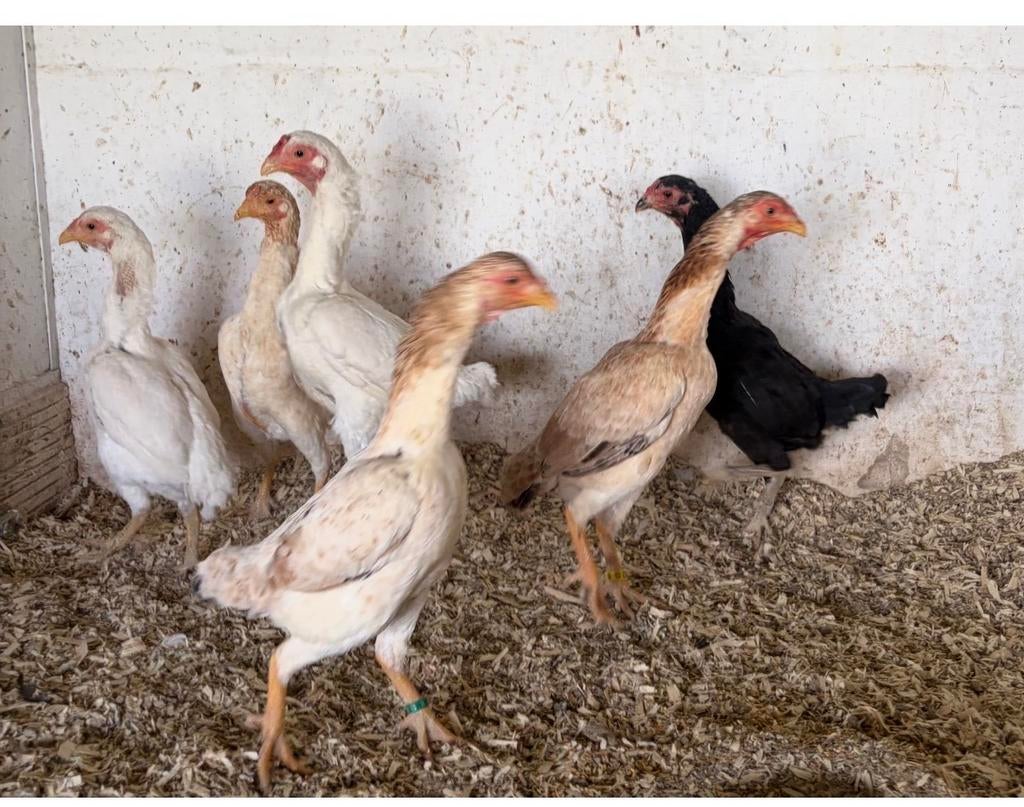 Zeer mooie ko shamo’s, Dieren en Toebehoren, Pluimvee, Vrouwelijk, Kip