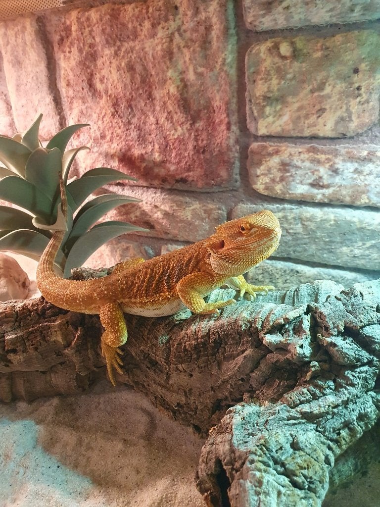 Baardagaam Bearded Dragon - male for sale from Marije Leerdam