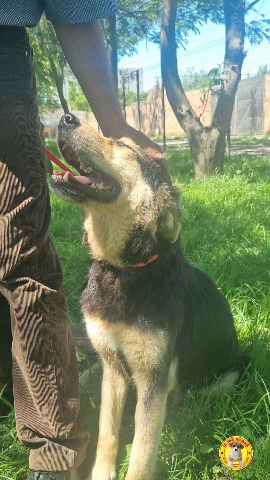 Knappe Kim ter adoptie!, Dieren en Toebehoren, Honden | Niet-rashonden, Particulier, Buitenland, Teef, Eén hond