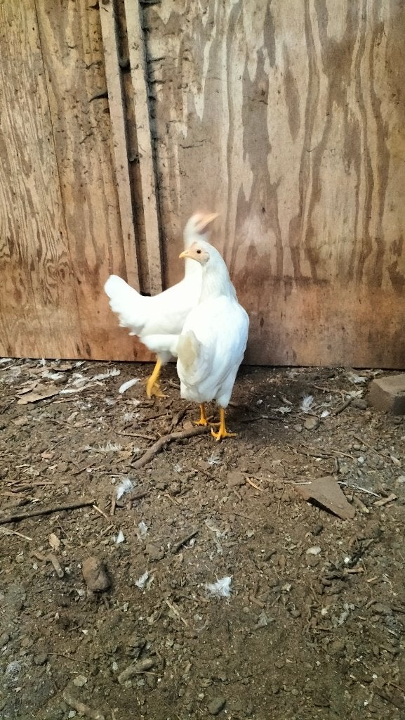 witte leghorns kippen, Dieren en Toebehoren, Mei, Meerdere dieren