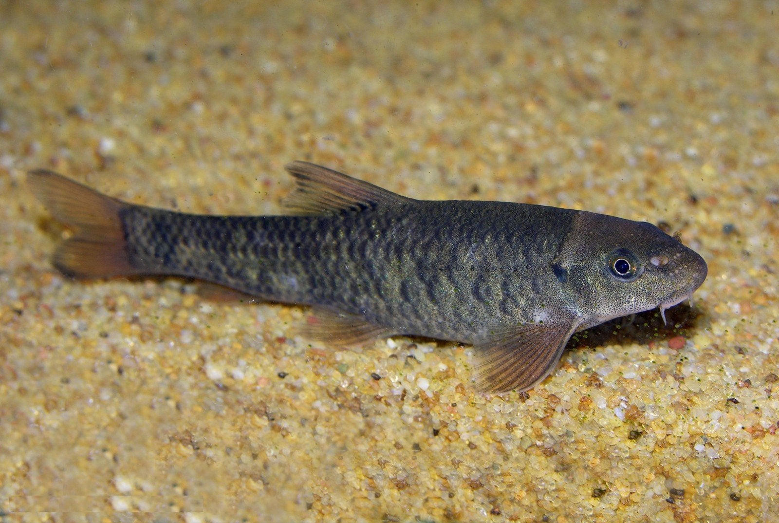 Garra rufa 5 stuks, Vis, Zoetwatervis, Schoolvis