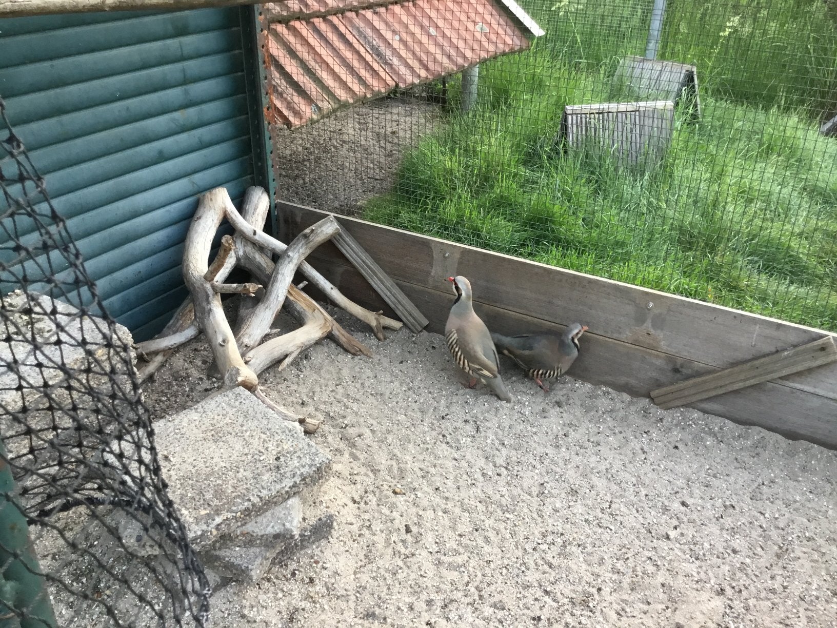 Kweekpaar Chukar patrijzen 2025, Meerdere dieren, Overige soorten