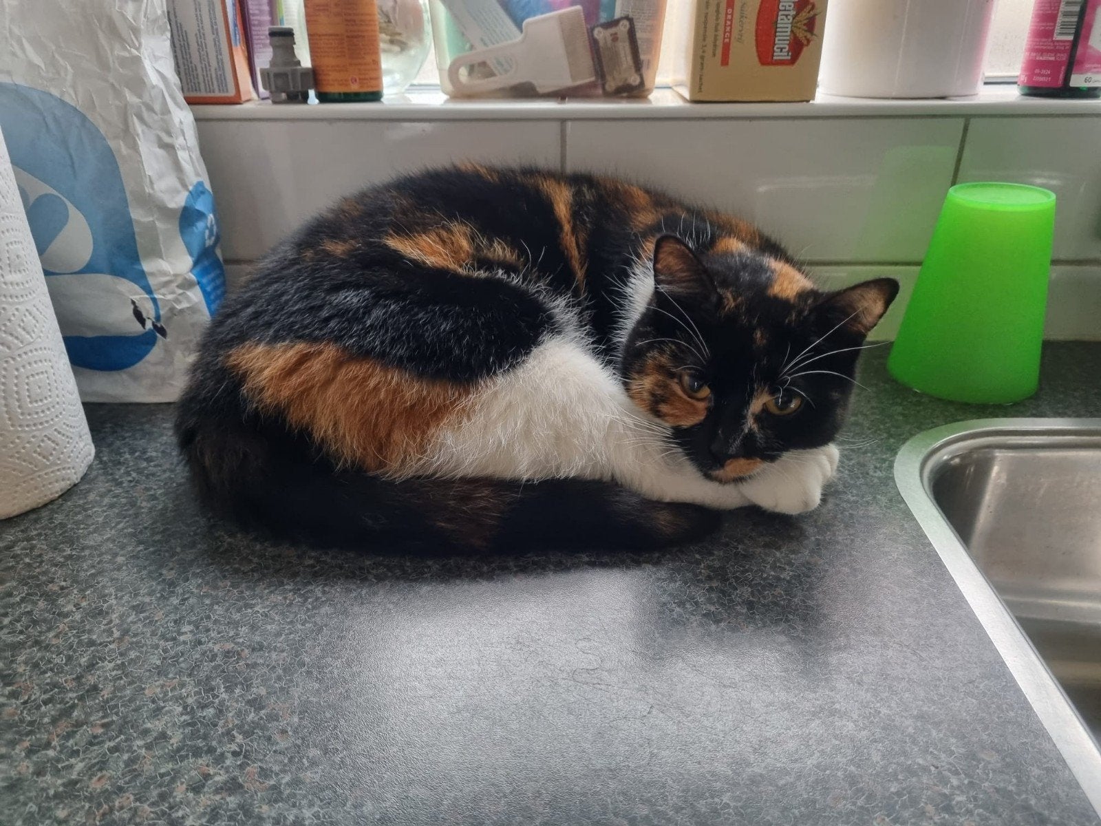 Poes en kat (zus en broer), Meerdere dieren, Langharig, 3 tot 5 jaar