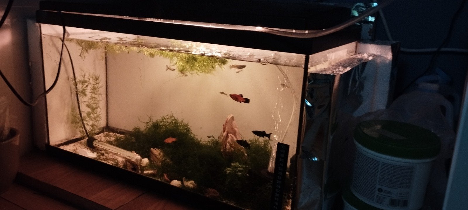 aquarium 60x30x30, gevuld, Ophalen, Inclusief toebehoren, Gebruikt, Gevuld zoetwateraquarium