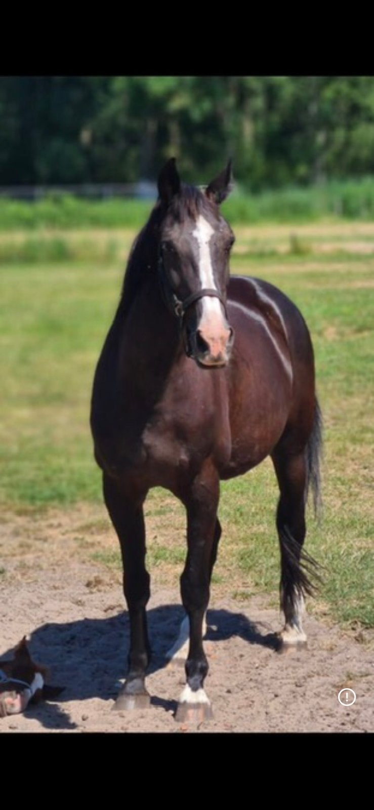 Aangeboden: weidemaatje, Dieren en Toebehoren, Paarden, Merrie, 170 tot 175 cm, Recreatiepaard, Met stamboom, Gechipt, Ontwormd
