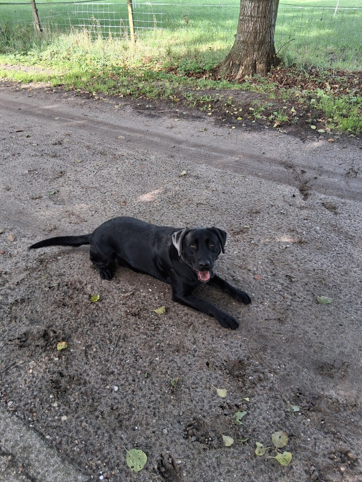 labrador, Dieren en Toebehoren, Teef, Eén hond, Nederland, Particulier