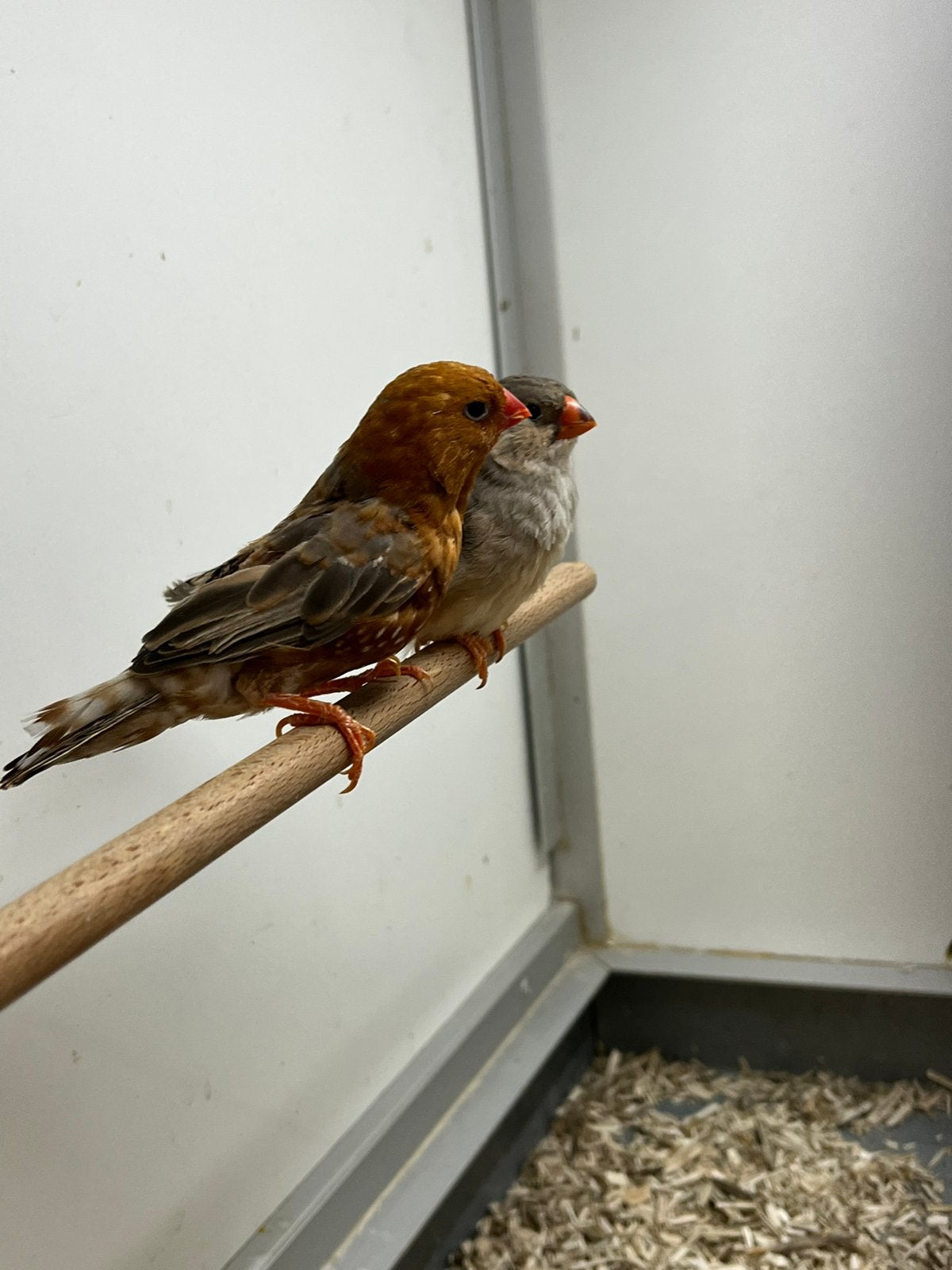 1-1 Zebravink Oranjeborst Zwartborst Blackface Grijs, Meerdere dieren, Tropenvogel