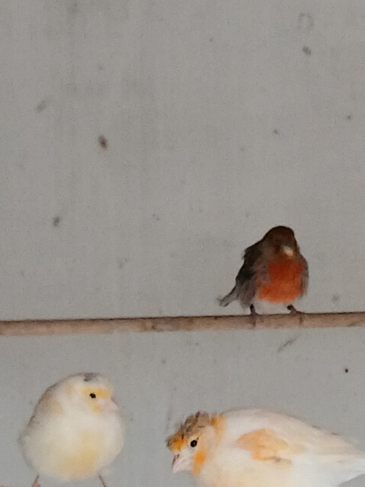 diverse kanaries te koop, Meerdere dieren, Kleurkanarie