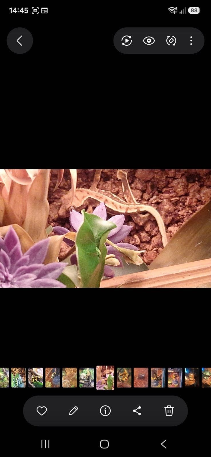 tricolor Lilly white crested gecko Crested Gecko photo 5