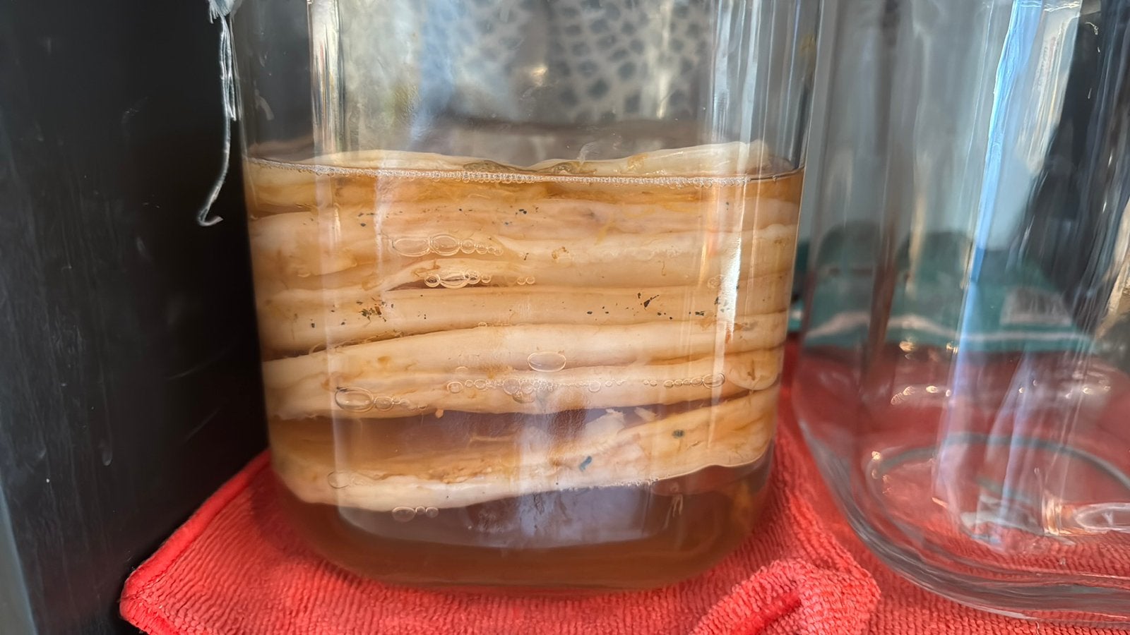 Scoby kombucha starter, Ophalen