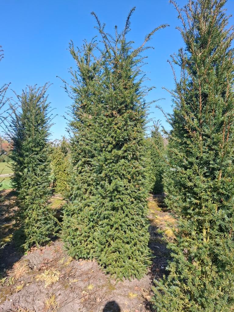 Mooie volle taxus baccata 80 cm tot 275 cm, Tuin en Terras, Planten | Bomen, Bloeit niet, Halfschaduw, 100 tot 250 cm, Overige soorten