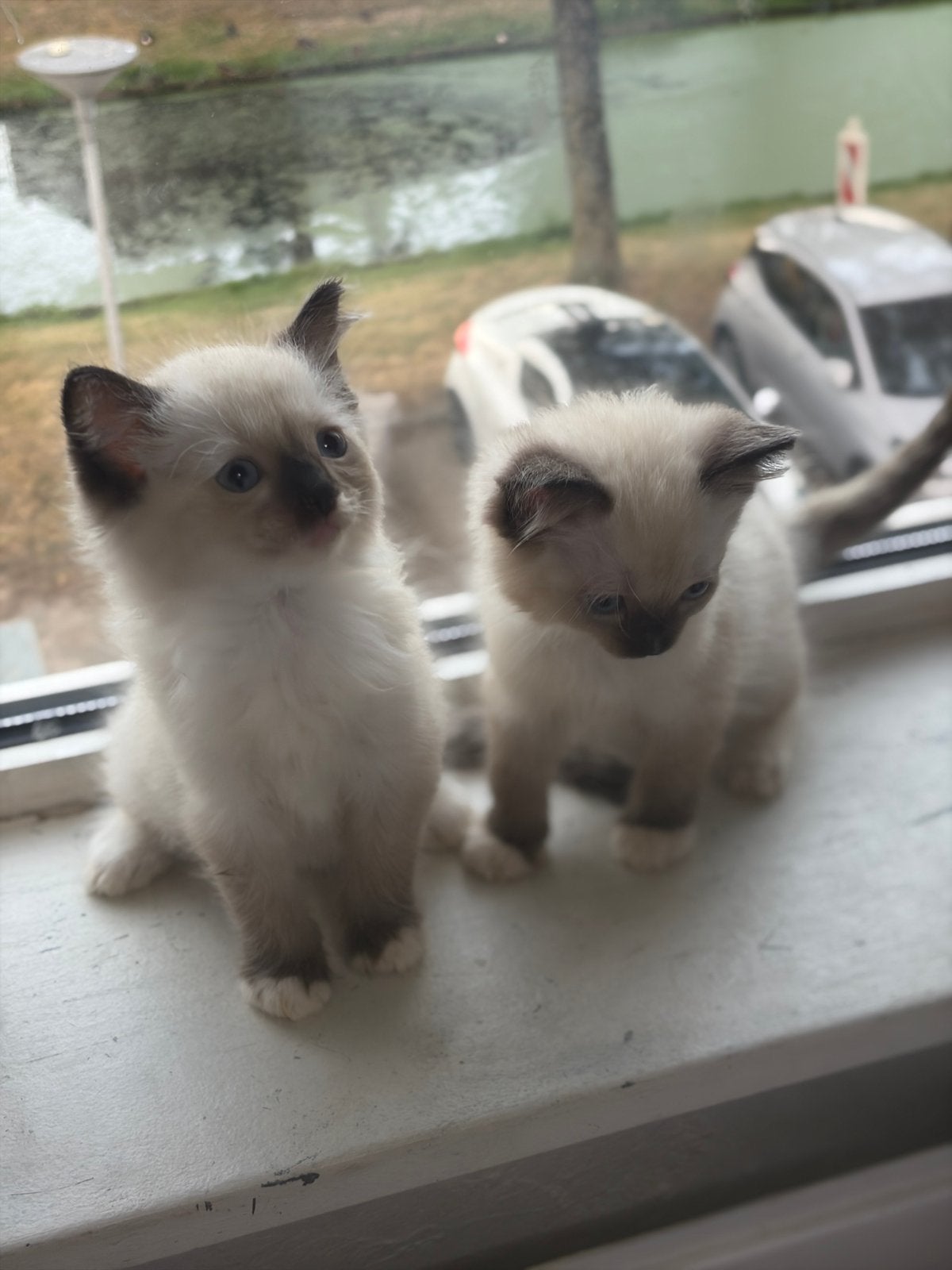 Ragdoll katten, Meerdere dieren, 0 tot 2 jaar