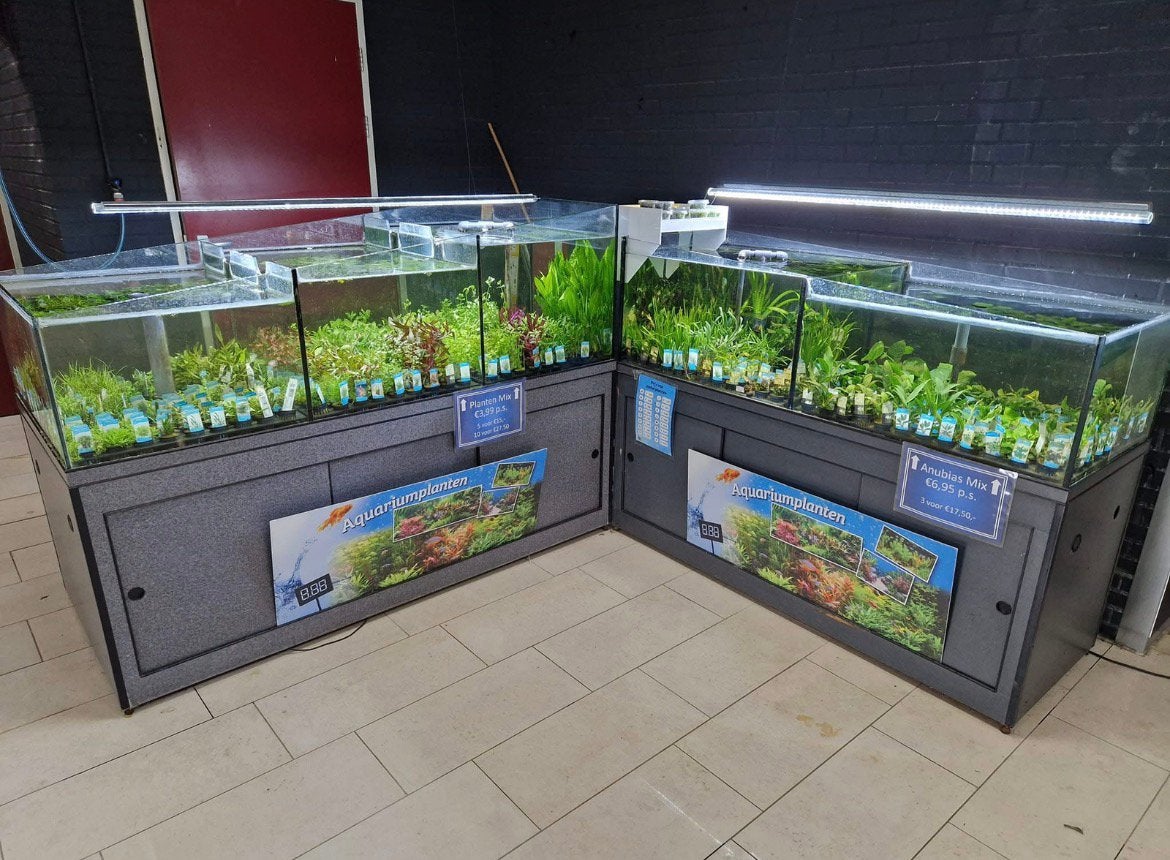 Verkoopbak aquariumplanten met bioloog  nog 1 beschikbaar, Dieren en Toebehoren, Ophalen, Plant(en), Steen of Hout, Overige merken