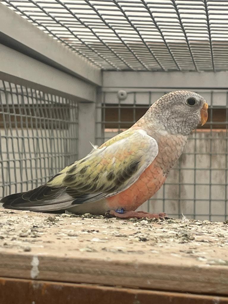 Bourke gezoomd, Dieren en Toebehoren, Vogels | Parkieten en Papegaaien, Meerdere dieren, Parkiet