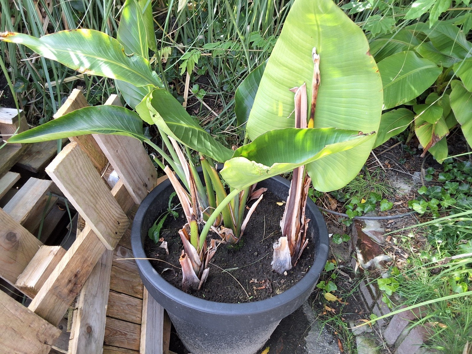 papegaaiplant, Ophalen of Verzenden, Overige soorten, Volle zon