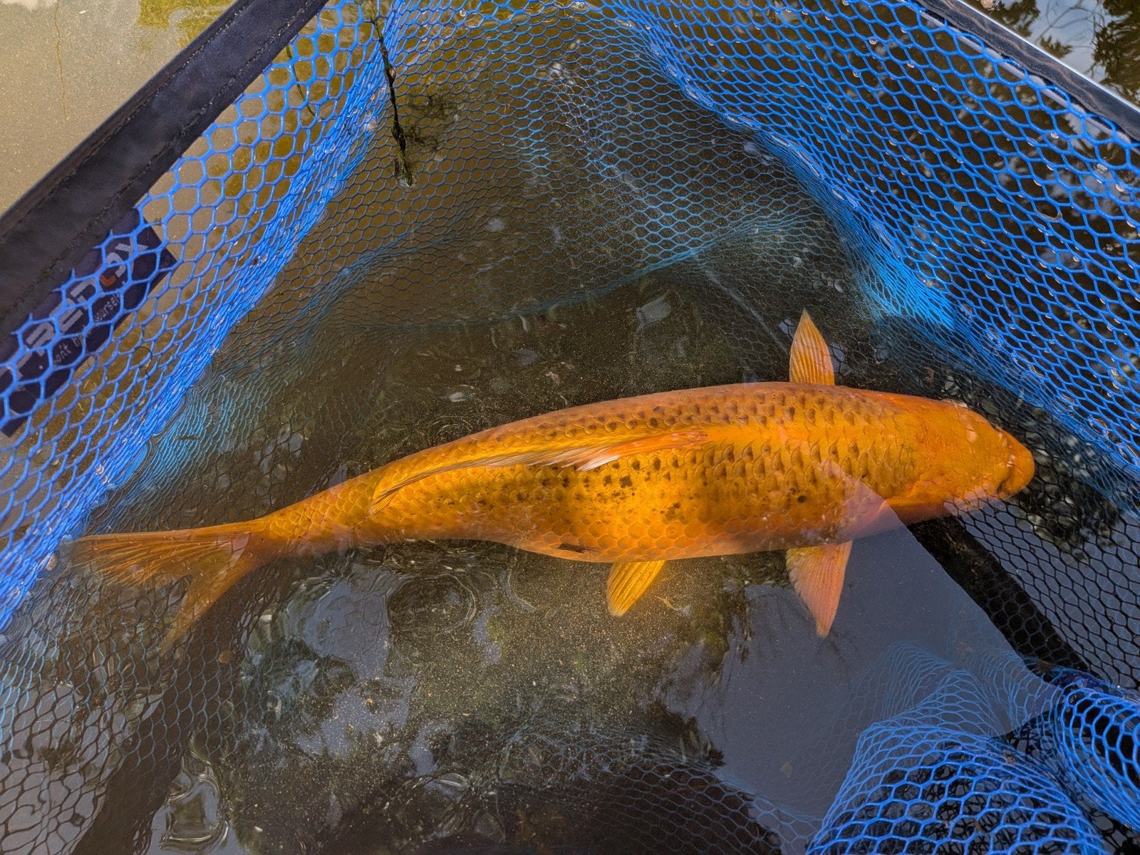 koikarper, Karper of Koi