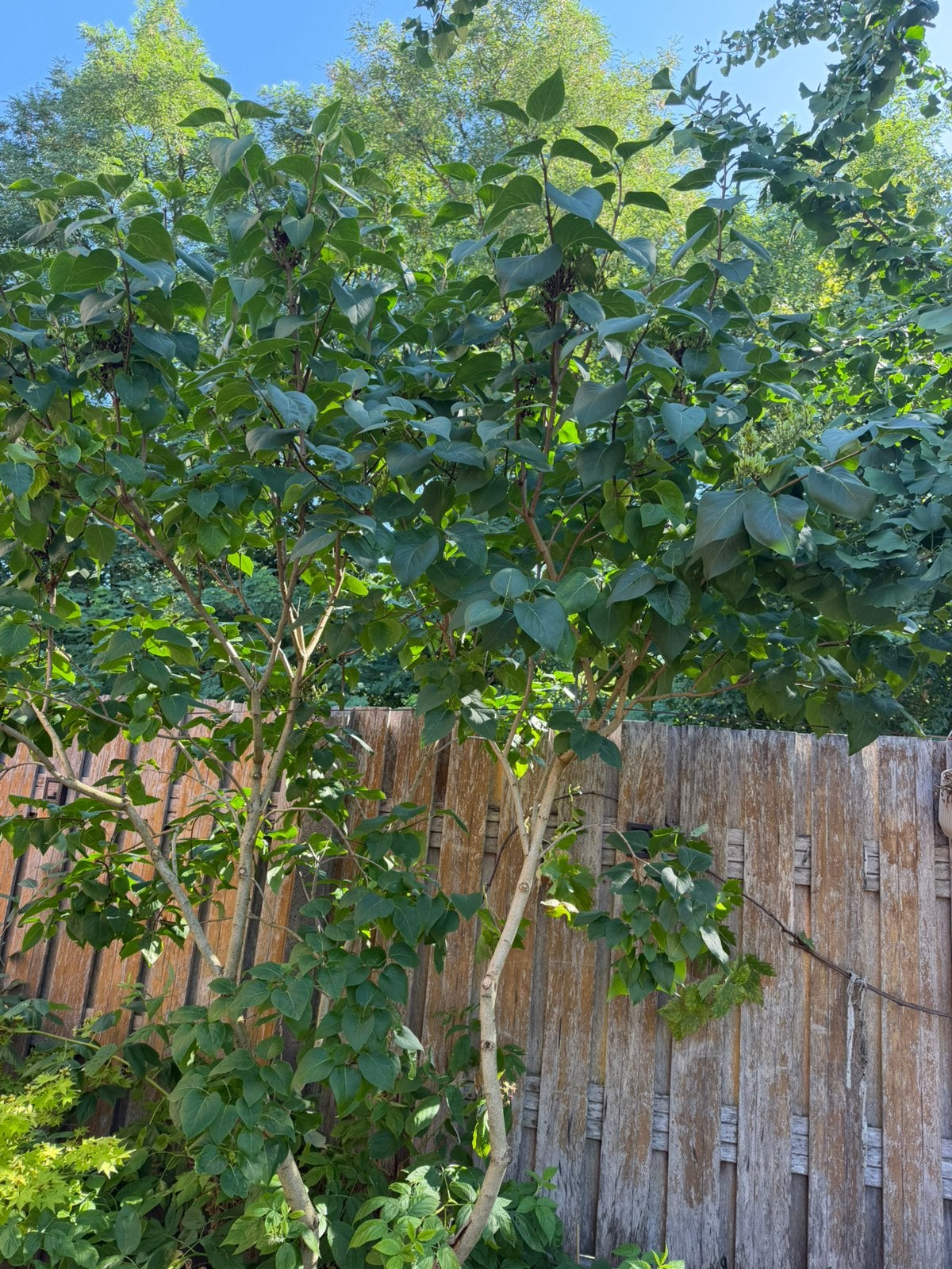 Sering (Syringa vulgaris) - donkerpaars, Ophalen, Lente, Volle zon, Overige soorten