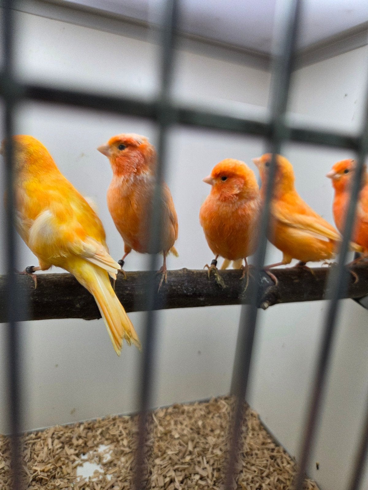 oranje kanaries, Dieren en Toebehoren