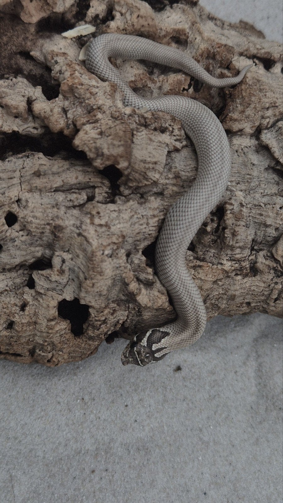 Haakneus slang het snow Hognose Snake photo 3