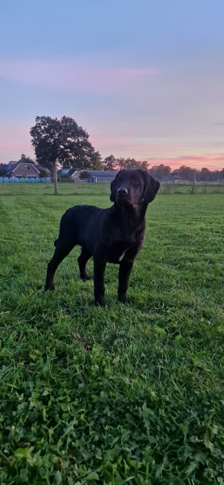 labrador x berner sennen (boulab) pup, Dieren en Toebehoren, 15 weken tot 1 jaar, Teef, CDV (hondenziekte), Eén hond