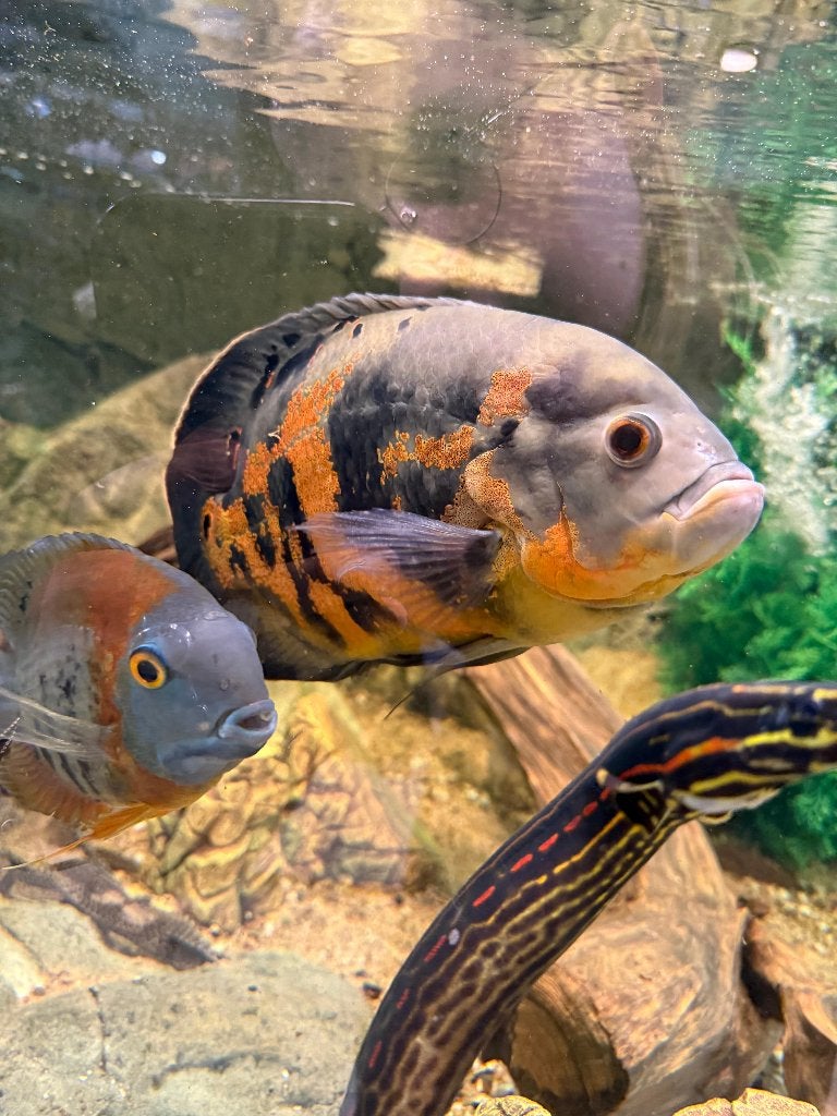 Pauwoog Cichlide / Oscar Cichlide, Vis, Zoetwatervis