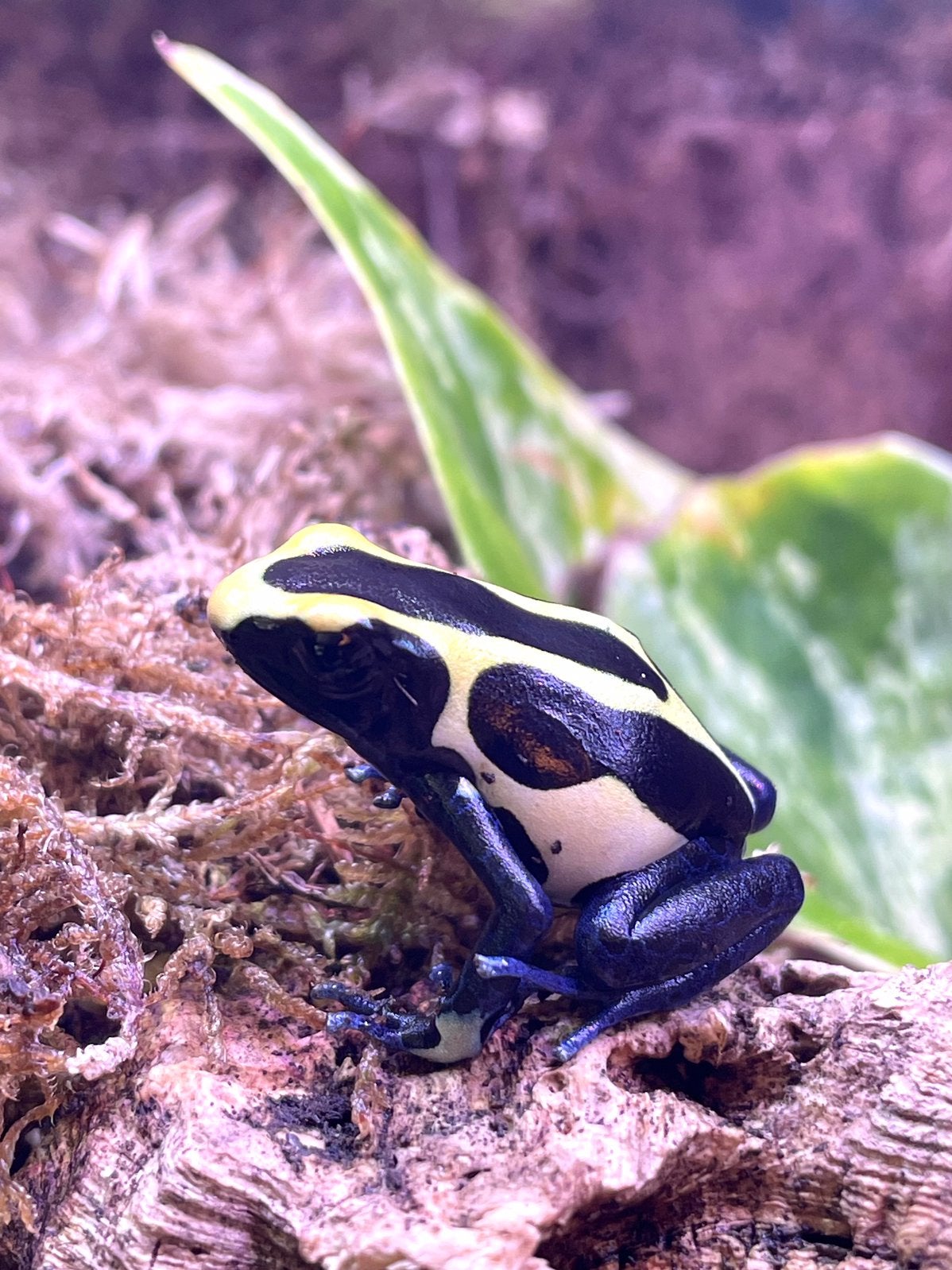 Gifkikkers Frog photo 3